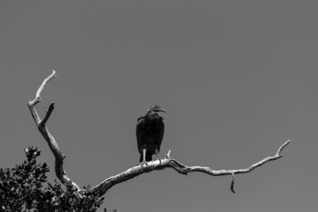 Black and white photo of single Black Vulture standing on a bare branch high stop a tree and looking around for something dead to scavenge creating an eerie sight against a stark, cloudless sky.の写真素材