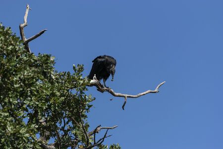 Single Black Vulture  perched on a bare branch at the top of a tree and bending over while regurgitating something it ate earlier that day.の写真素材