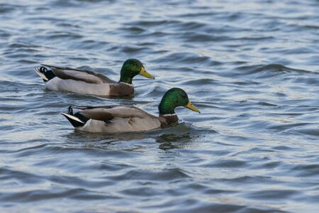 A pair of male Mallard Ducks with beautiful, iridescent green feathers on their heads swimming side...