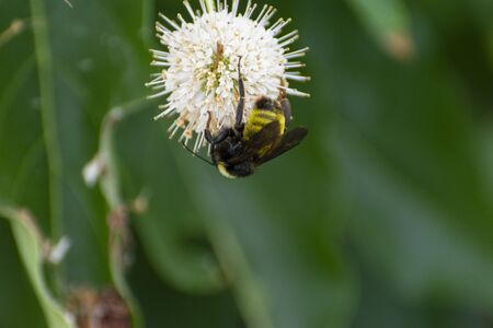 A fuzzy, black and yellow Bumblebee crawling upside down over the white spikes of a Common...
