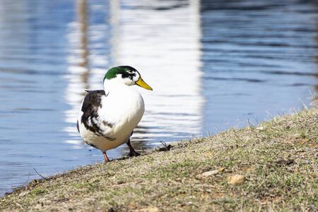A Bibbed Mallard Duck standing on the steeply sloped shoreline of a lake with the reflections a...