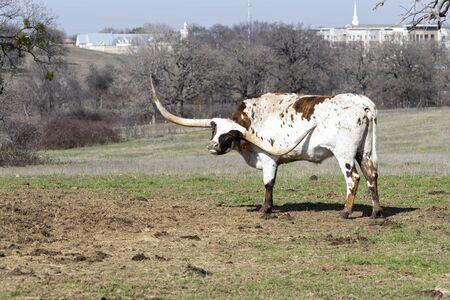 A large, white Longhorn bull with brown and orange brindle spots standing in a ranch pasture and using one of his long, curved horns to scratch an itch on his side.の写真素材