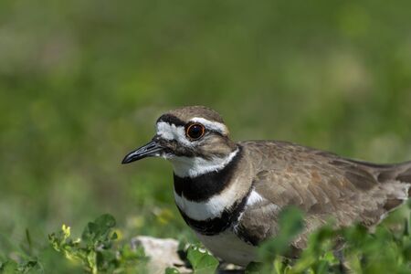 Closeup photo of a Killdeer bird with its distinctive stripes and orange ringed eyes sitting on its rocky nest surrounded by green clover and weeds.の写真素材