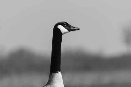 Closeup profile of the head and long neck of an elegant Canada Goose looking off to the side showing its distinctive white chin strap and black beak.の写真素材