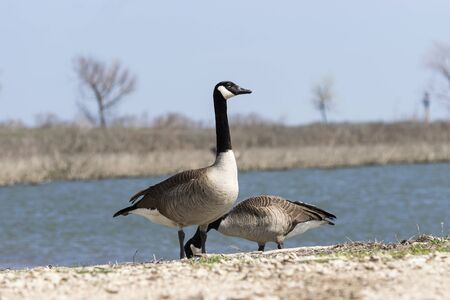 A pair of Canada Geese on the shore of a lake in the winter, with a brown, barren shoreline in the background.の写真素材