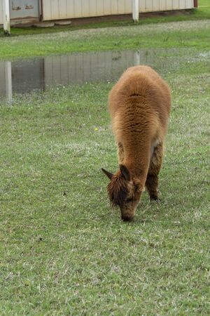 Cute, furry, brown Alpaca grazing on grass with a large puddle of water in the background of a ranch pasture after some spring rain.の写真素材