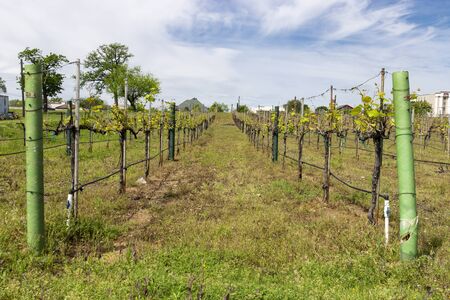 Rows of grapevine plants in a grapevine winery vineyard beginning to sprout bright green leaves on a pretty spring afternoon.の写真素材