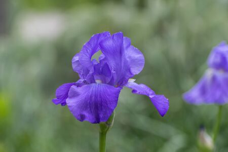 Closeup of a beautiful and delicate Purple Bearded Iris flower in full bloom in a garden with a blurry, light green contrasting color in the background.の写真素材