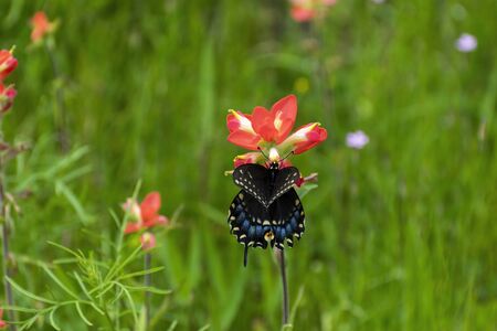 A beautiful Black Swallowtail Butterfly with its wings partially open feeding on the nectar of a bright orange Indian Paintbrush flower in a grassy field.の写真素材