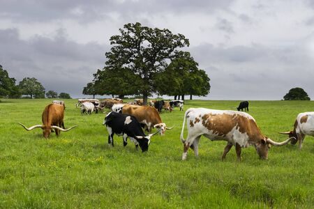 A herd of orange, brown, black, and white Longhorn cattle grazing on the lush, green grass in a farm meadow on a cloudy, overcast day.の写真素材