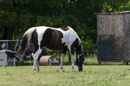 A beautiful brown and white paint horse grazing on the green grass in a ranch pasture cluttered with junk and debris.の写真素材