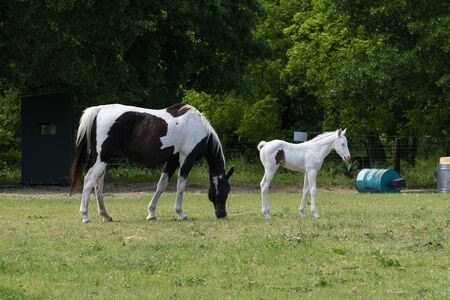 A beautiful brown and white mare paint horse grazing in a rural pasture while her stunning, snow white foal stands nearby.の写真素材