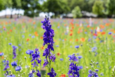 Closeup of Purple Bluebonnet flowers blooming in a meadow on a sunny afternoon with a blanket of red and purple flowers in the background.の写真素材
