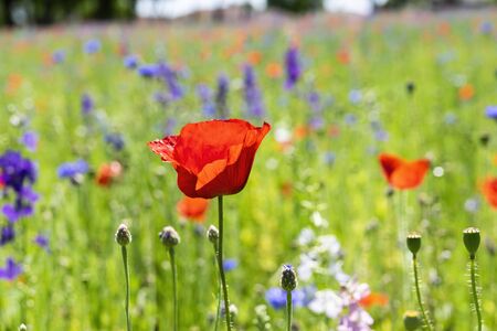 A beautiful red Poppy flower glowing as the sun shines through its delicate petals with a field covered in purple Bluebonnets and more Poppies in the background.の写真素材