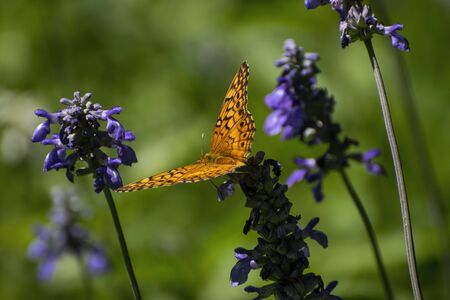 A beautiful Zerene Fritillary butterfly with its black spotted, orange wings spread out as it feeds...