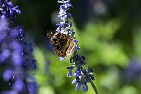 A beautiful brown female Buckeye butterfly with large eyespots and orange stripes on its wings feeding on nectar from purple Lavender flowers.の写真素材