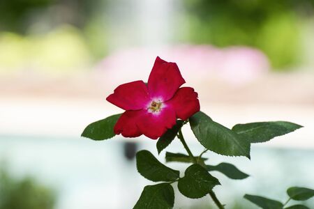 A single red flower surrounded by dark green leaves in full bloom on the end of its thorn covered stem on a sunny spring afternoon.の写真素材