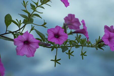 A cluster of bright pink Morning Glory flowers on a branch hanging over the water of a pond creating a soft blue background behind the blooms.の写真素材