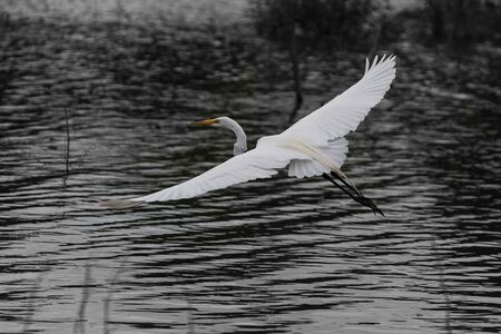 An elegant and beautiful Great White Egret with its wings spread wide as it soars gracefully over...