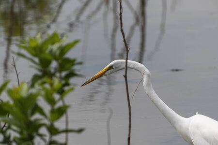 Closeup of the long curved head and neck of a Great White Egret as it watches the water below for prey.の写真素材