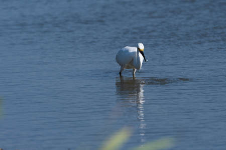 A Snowy Egret holding a small silver fish in its beak after a successful attempt at catching food in the shallow water of a lake.の写真素材