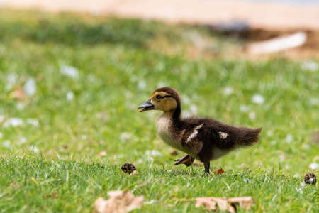 A cute fuzzy, yellow and brown baby duckling with one foot in the air as it marches through the short grass in a city park.の写真素材