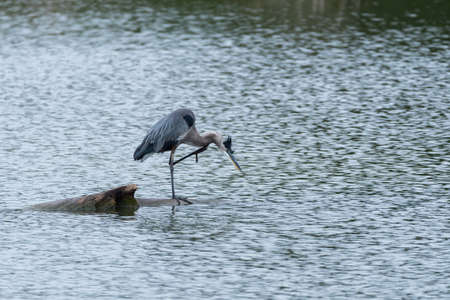 A Great Blue Heron standing on a log in the middle of a lake and using a foot to scratch an itch on its neck while the wind blows its head feathers into a funny style.の写真素材