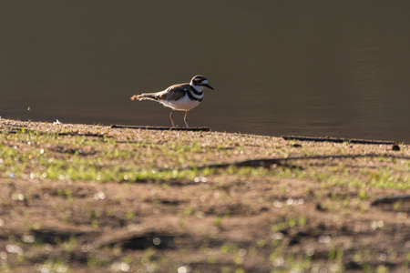 Tiny Killdeer bird with its distinctive black and white stripes walking by the water on the edge of a lake shore on a sunny, summer morning.の写真素材