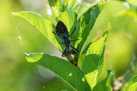 A large, black Wheel Bug, a type of Assassin Beetle, hanging on the underside of some leaves while...