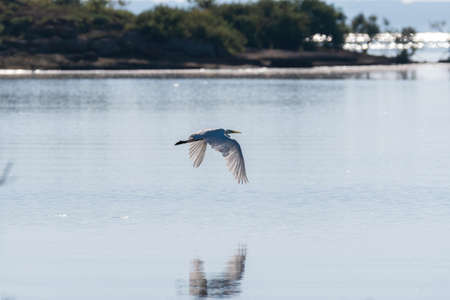 Great White Egret flying low over its reflection on the calm surface of a lake while the morning...
