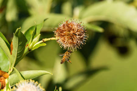 Honeybee flying under and wilting Common Buttonbush flower and reaching up to grab hold of its spikes as it prepares to gather any remaining pollen.の写真素材