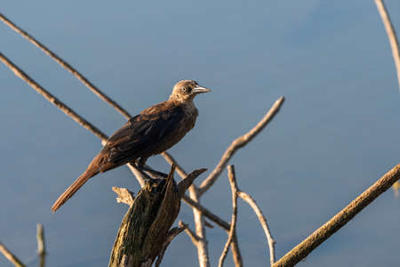 Juvenile common Grackle perched on a dead tree stump overlooking a lake with the morning sunlight...