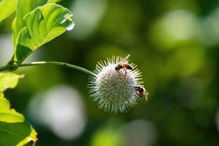 A pair of Honey bees busy pollinating a spiked Common Buttonbush flower while gathering nectar and pollen to take back to their hive.の写真素材
