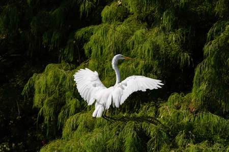 A Great White Egret using is powerful wings to slow down as it reaches out to land high in the branches of a cedar tree.の写真素材