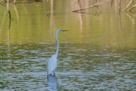 A Great White Egret wading in a shallow area of water under the shade of a tree on the nearby...