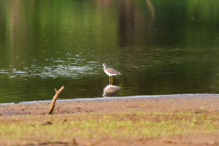 A brown and white Greater Yellowlegs bird with its long black beak and bright yellow legs standing near the shore of a lake over its reflection.の写真素材