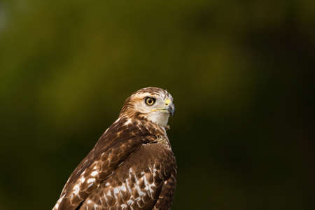 Closeup photo of the head and upper body of a Red-tailed Hawk with a blurry green background of trees.の写真素材