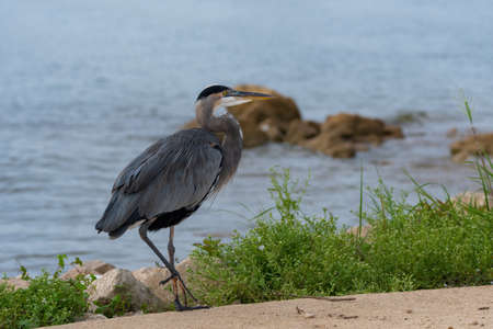 A Great Blue Heron casually walking across a cement parking lot on a rocky and grass covered shore of a lake on a sunny morning.の写真素材