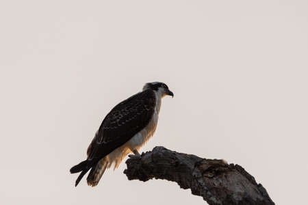 An Osprey perched on the tip of a bare tree branch with the warm morning sunlight casting a glow on...
