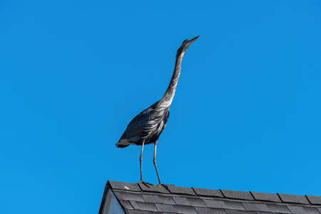 Great Blue Heron standing on the top of a house roof in a residential neighborhood on a windy, sunny morning.の写真素材