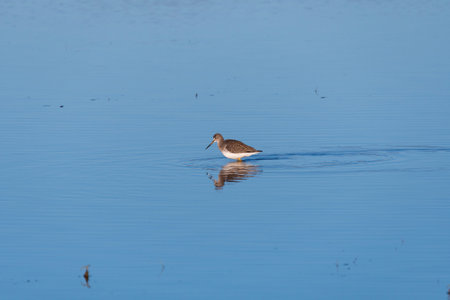 A Greater Yellowlegs bird wading in the calm water of a lake while looking for food to eat.の写真素材