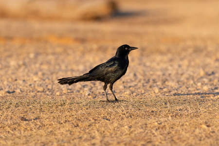 A Great-tailed Grackle standing on the ground in a patch of brown, dry grass while looking down at the ground.の写真素材