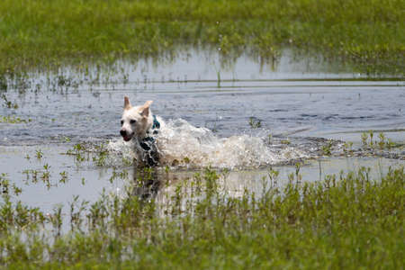 A white dog splashing and running as it plays in a large puddle of water in a field on a sunny, summer afternoon.の写真素材