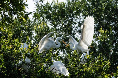 Several Great White Egrets with the sunlight shining through the feathers of their wings as they flap their wings while landing in treetop branches.の写真素材
