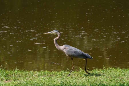 A Great Blue Heron marching through the grass on the shore of a pond on a sunny, summer morning.の写真素材