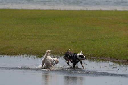 Two dogs splashing as they play and chase each other in a puddle near a lake shore after a summer rain.の写真素材