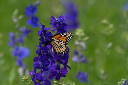 Bright orange Monarch butterfly gathering nectar from a beautiful purple Larkspur flower in a meadow on a sunny afternoon.の写真素材