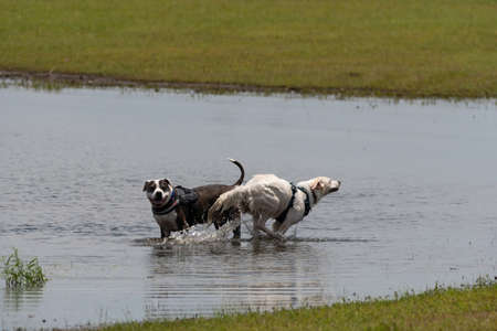 Two dogs splashing as they play and chase each other in a puddle near a lake shore after a summer rain.の写真素材