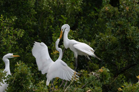 A fledgling Great White Egret in a nest at the UTSWMC rookery aggressively attacking one of its parents in a attempt to get food.の写真素材