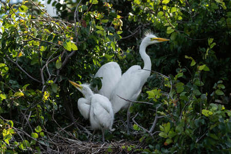 A family of fledgling Great White Egrets in their nest high in the branches of a tree in a forest rookery on a sunny afternoon.の写真素材